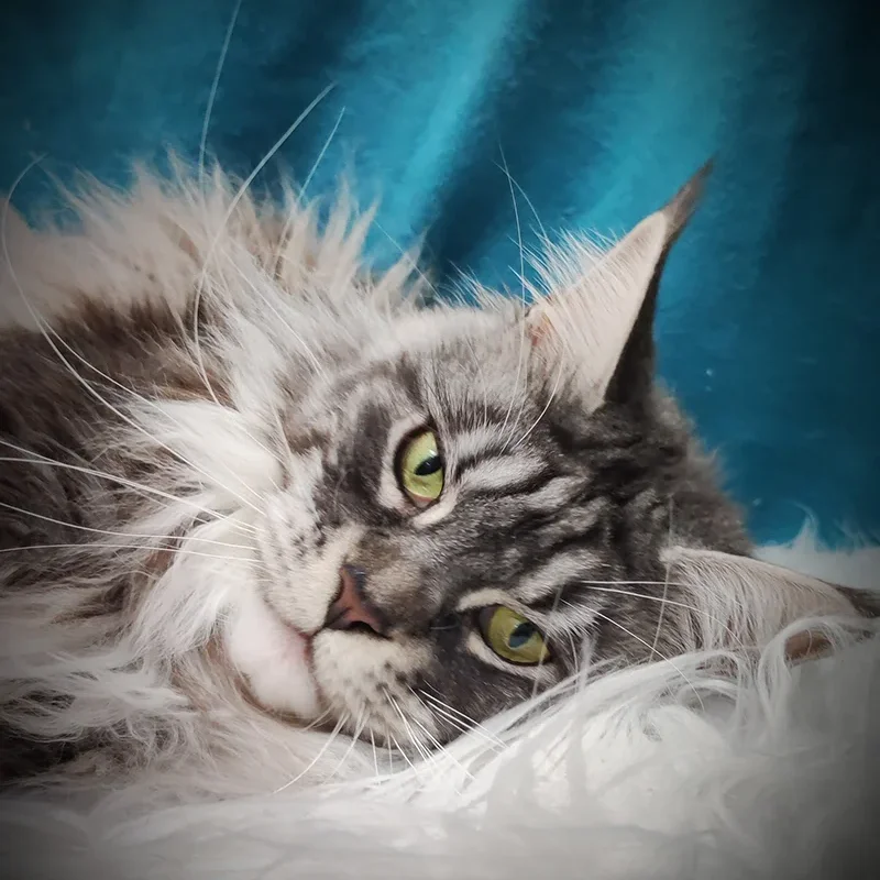 female cat