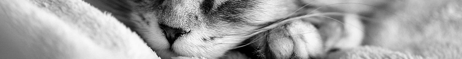 header-kitten