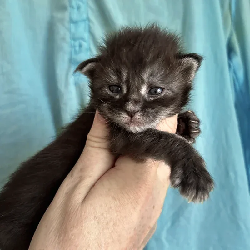 kitten