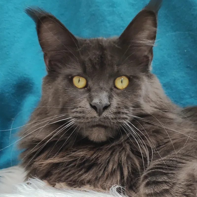 male cat
