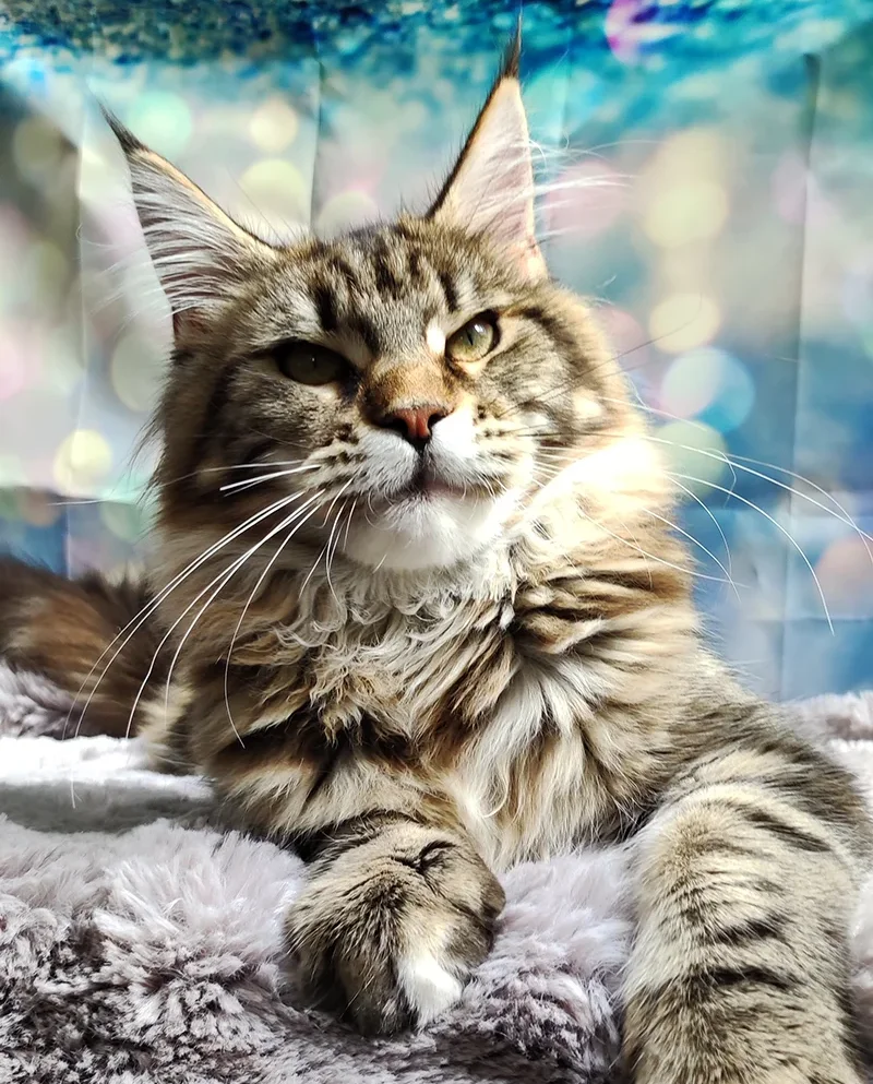 Stella SassyCoon’s