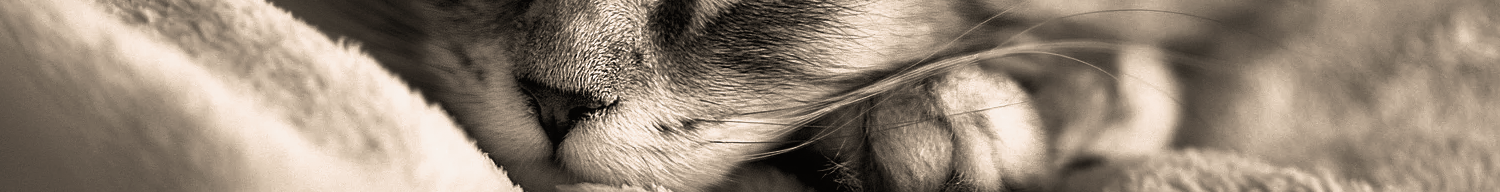 header header